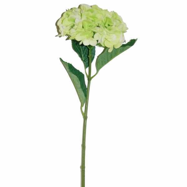 Hydrangea Stem