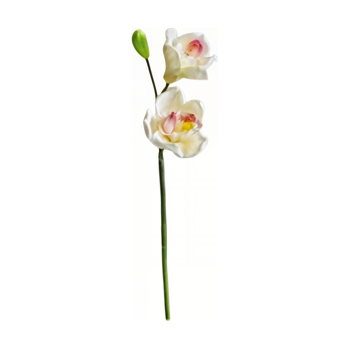 Cymbidium Pick X 2 & 1 Bud
