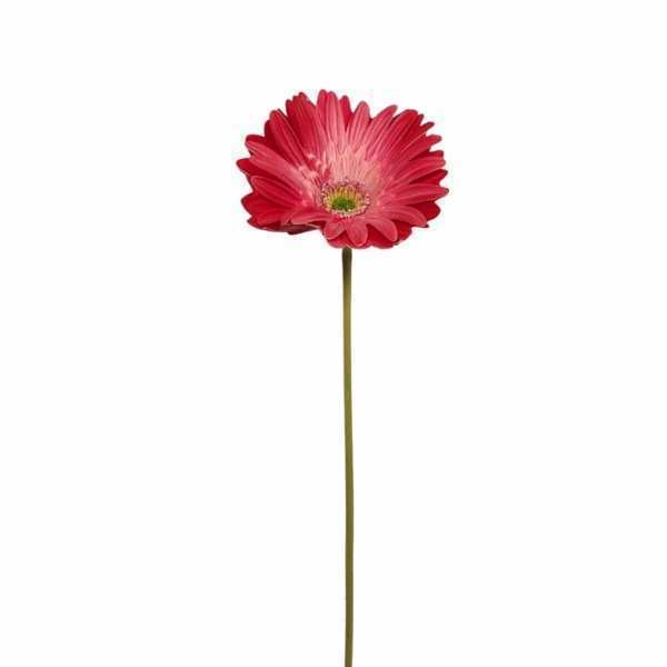 Gerbera Daisy X 1